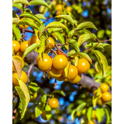 Mini slivka nízkokmenná (Prunus domestica) ´GOLD DUST´® - výška 30-40 cm, kont. C10L, stredne skorá