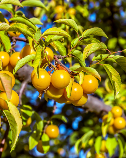 Mini slivka nízkokmenná (Prunus domestica) ´GOLD DUST´® - výška 30-40 cm, kont. C10L, stredne skorá