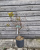Mini slivka nízkokmenná (Prunus domestica) ´GOLD DUST´® - výška 30-40 cm, kont. C10L, stredne skorá