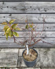 Mini slivka nízkokmenná (Prunus domestica) ´GOLD DUST´® - výška 30-40 cm, kont. C10L, stredne skorá
