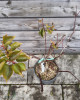 Mini slivka nízkokmenná (Prunus domestica) ´GOLD DUST´® - výška 30-40 cm, kont. C10L, stredne skorá