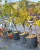 Mini slivka nízkokmenná (Prunus domestica) ´GOLD DUST´® - výška 30-40 cm, kont. C10L, stredne skorá