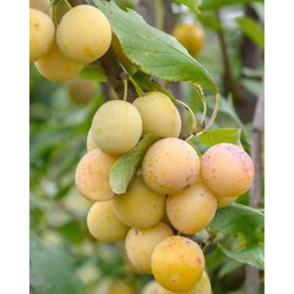 Mini slivka domáca (Prunus domestica) ´MIRABELLE´ Mini slivka domáca (Prunus domestica) ´MIRABELLE´