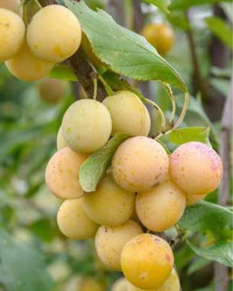 Mini slivka domáca (Prunus domestica) ´MIRABELLE´ Mini slivka domáca (Prunus domestica) ´MIRABELLE´
