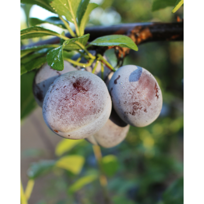Mini Slivka domáca (Prunus domestica) ´BUHLER´ - výška 70-80 cm, kont. C10L, skorá Mini Slivka domáca (Prunus domestica) ´BUHLER´ - výška 70-80 cm, kont. C10L, skorá