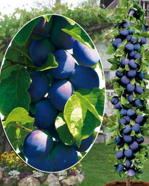 Nízkokmenná slivka stĺpovitá (Prunus domestica) ´FRUCA´