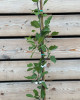 Nízkokmenná slivka stĺpovitá (Prunus domestica) ´FRUCA´
