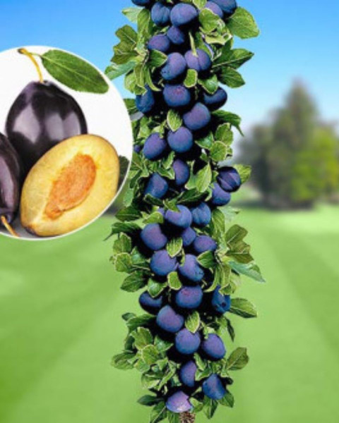 Nízkokmenná slivka stĺpovitá (Prunus domestica) ´IMPERIAL´
