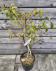 Mini Slivka domáca (Prunus domestica) ´BUHLER´ - výška 70-80 cm, kont. C10L, skorá