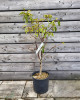 Mini Slivka domáca (Prunus domestica) ´BUHLER´ - výška 70-80 cm, kont. C10L, skorá