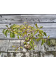 Mini Slivka domáca (Prunus domestica) ´BUHLER´ - výška 70-80 cm, kont. C10L, skorá