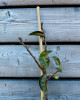 Nízkokmenná hruška stĺpovitá (Pyrus communis) ´DECORA´