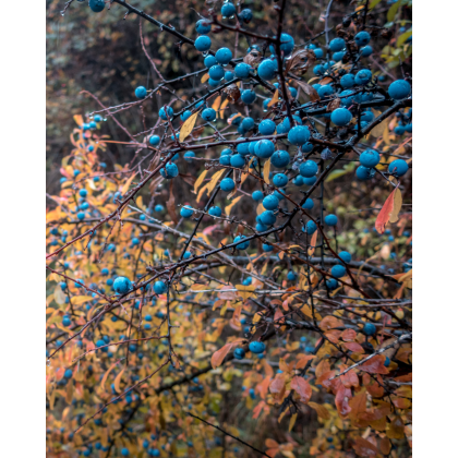 Slivka trnková, trnka (Prunus Spinosa) Slivka trnková, trnka (Prunus Spinosa)