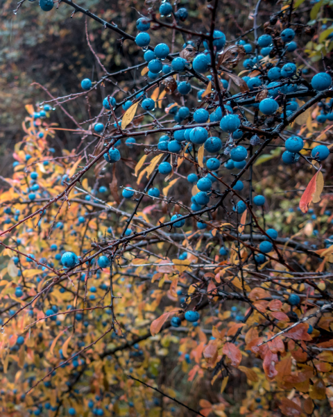 Slivka trnková, trnka (Prunus Spinosa)