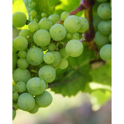 Vinič stolový (Vitis Vinifera) ´BIANCA´ - výška 30-50 cm, kont. C1L