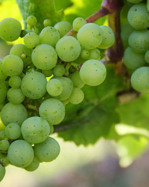 Vinič stolový (Vitis Vinifera) ´BIANCA´ - výška 30-50 cm, kont. C1L
