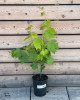 Vinič stolový (Vitis Vinifera) ´AGAT DONSKI´ Vinič stolový (Vitis Vinifera) ´AGAT DONSKI´