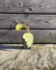 Vinič stolový (Vitis Vinifera) ´SOLARIS´