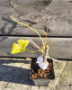 Vinič stolový (Vitis Vinifera) ´SOLARIS´