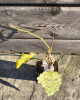 Vinič stolový (Vitis Vinifera) ´SOLARIS´ Vinič stolový (Vitis Vinifera) ´SOLARIS´