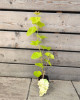 Vinič stolový (Vitis Vinifera) ´BIANCA´ - výška 30-50 cm, kont. C1L