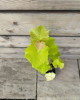 Vinič stolový (Vitis Vinifera) ´SOLARIS´ Vinič stolový (Vitis Vinifera) ´SOLARIS´