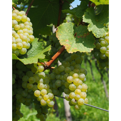 Vinič stolový (Vitis Vinifera) ´SOLARIS´ Vinič stolový (Vitis Vinifera) ´SOLARIS´
