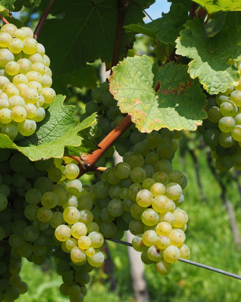 Vinič stolový (Vitis Vinifera) ´SOLARIS´ Vinič stolový (Vitis Vinifera) ´SOLARIS´