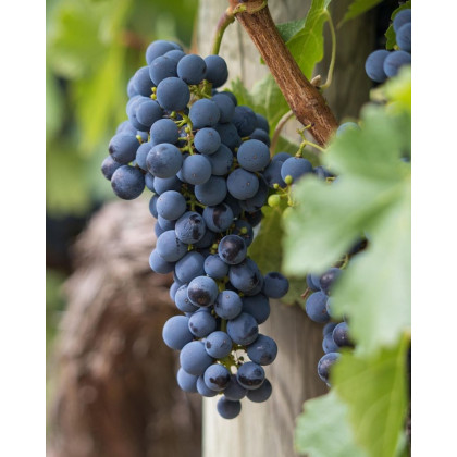 Vinič stolový (Vitis Vinifera) ´AGAT DONSKI´ Vinič stolový (Vitis Vinifera) ´AGAT DONSKI´