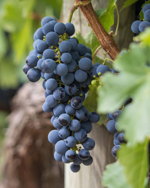 Vinič stolový (Vitis Vinifera) ´AGAT DONSKI´ Vinič stolový (Vitis Vinifera) ´AGAT DONSKI´