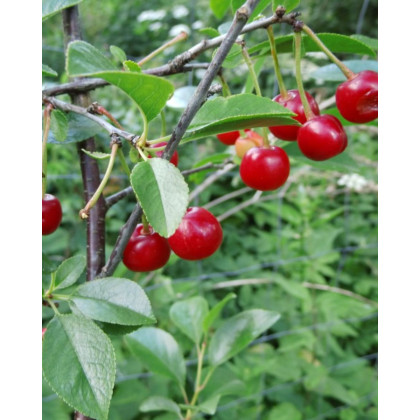 Mini višňa - čerešňa višňová (Prunus cerasus fruticosa) 'CARMINE JEWEL' Mini višňa - čerešňa višňová (Prunus cerasus fruticosa) 'CARMINE JEWEL'