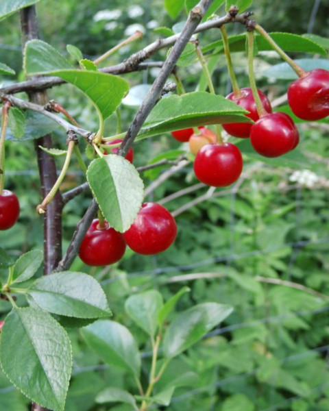 Mini višňa - čerešňa višňová (Prunus cerasus fruticosa) 'CARMINE JEWEL' Mini višňa - čerešňa višňová (Prunus cerasus fruticosa) 'CARMINE JEWEL'