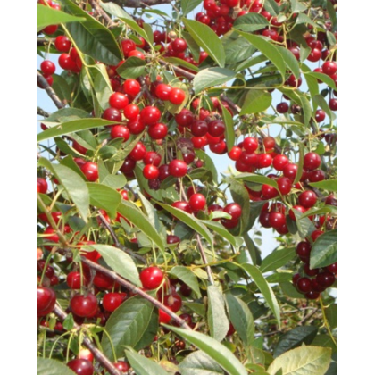 Višňa (Prunus cerasus) ´DEBRECENI BOTERMO´ Višňa (Prunus cerasus) ´DEBRECENI BOTERMO´
