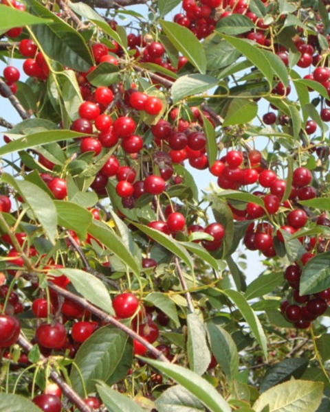Višňa (Prunus cerasus) ´DEBRECENI BOTERMO´ Višňa (Prunus cerasus) ´DEBRECENI BOTERMO´
