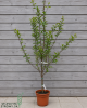 Višňa (Prunus cerasus) ´GRONIASTA´ Višňa (Prunus cerasus) ´GRONIASTA´