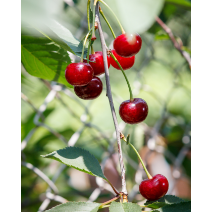 Višňa (Prunus cerasus) ´GRONIASTA´