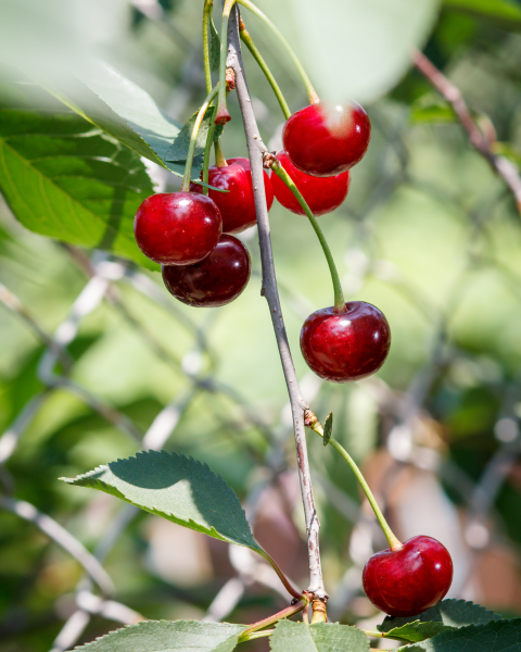 Višňa (Prunus cerasus) ´GRONIASTA´ Višňa (Prunus cerasus) ´GRONIASTA´