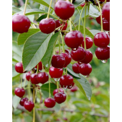 Višňa (Prunus cerasus) ´GRONIASTA´ Višňa (Prunus cerasus) ´GRONIASTA´