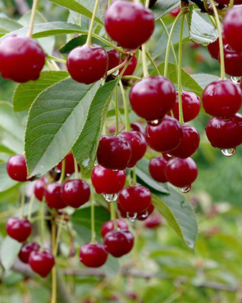 Višňa (Prunus cerasus) ´GRONIASTA´ Višňa (Prunus cerasus) ´GRONIASTA´