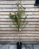 Višňa (Prunus cerasus) ´KELLERIS´