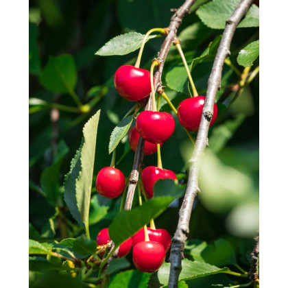 Višňa (Prunus cerasus) ´KELLERIS´ Višňa (Prunus cerasus) ´KELLERIS´