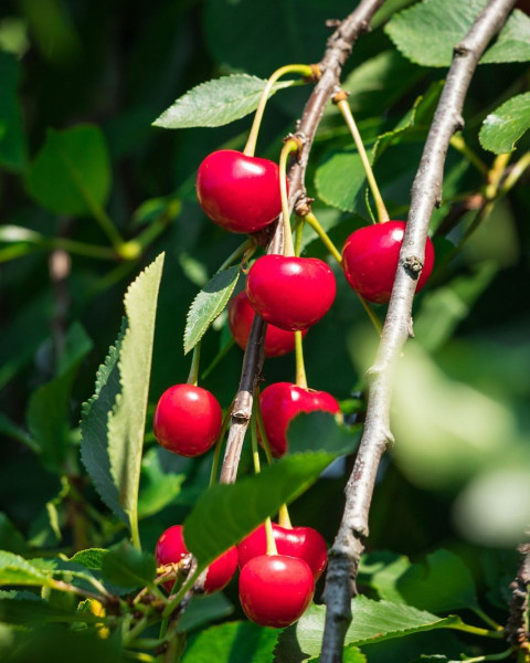 Višňa (Prunus cerasus) ´KELLERIS´
