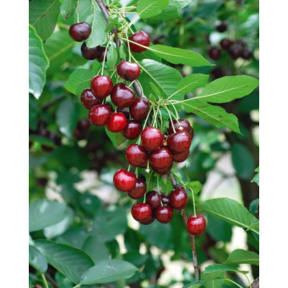 Višňa (Prunus cerasus) ´KELLERIS´ Višňa (Prunus cerasus) ´KELLERIS´