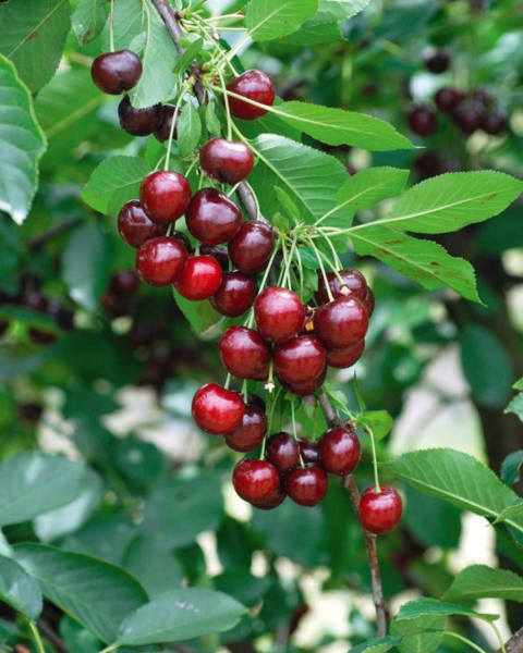 Višňa (Prunus cerasus) ´KELLERIS´ Višňa (Prunus cerasus) ´KELLERIS´