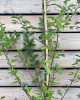Višňa (Prunus cerasus) ´KELLERIS´