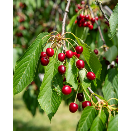 Višňa obyčajná (Prunus cerasus) ´LUTOWKA´