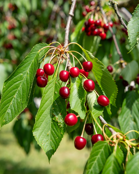 Višňa obyčajná (Prunus cerasus) ´LUTOWKA´ Višňa obyčajná (Prunus cerasus) ´LUTOWKA´