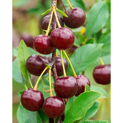 Višňa (Prunus cerasus) ´ĽUTOVKA´ Višňa (Prunus cerasus) ´ĽUTOVKA´