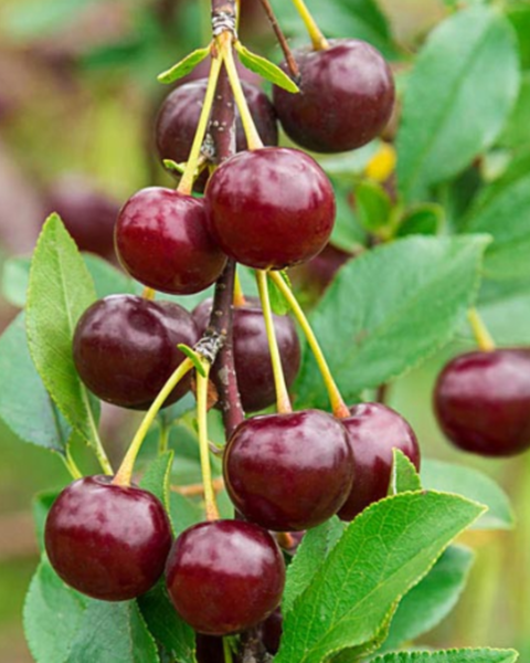 Višňa (Prunus cerasus) ´ĽUTOVKA´