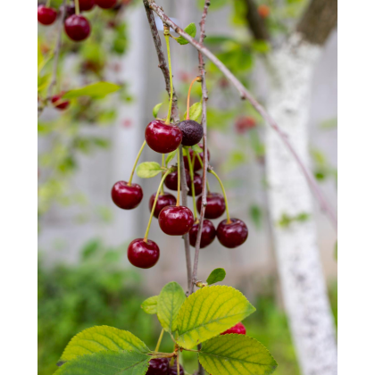 Višňa (Prunus cerasus) ´NEFRIS´ Višňa (Prunus cerasus) ´NEFRIS´